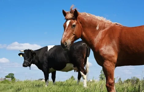 ВРХ закупівля. Куплю биків