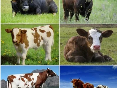 Куплю корів