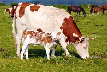 Куплю коров