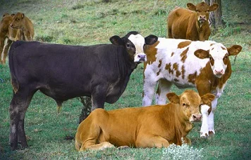 Заготовка КРС, коровы, телята, бычки, лошади, жеребята