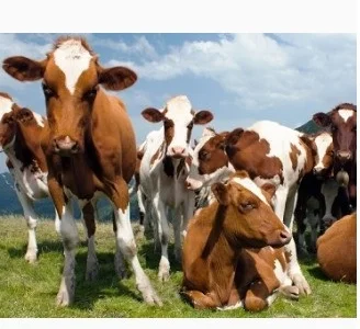 КРС закупка. Куплю быков