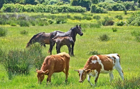 Куплю коров