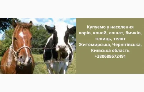 Купуємо ВРХ