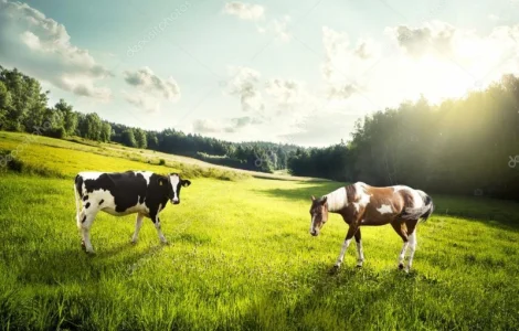 Купуємо у населення корів