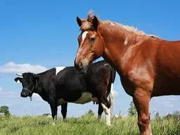 Заготовка ВРХ