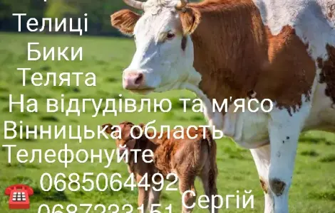 Куплю ВРХ
