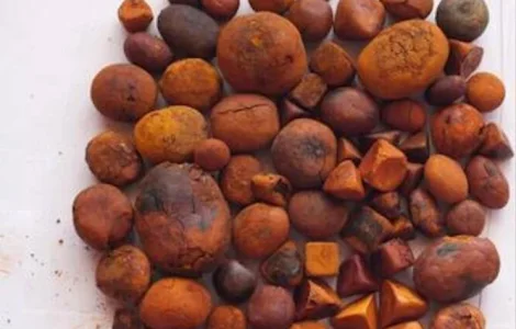 Куплю жовчні камні крупної рогатої худоби