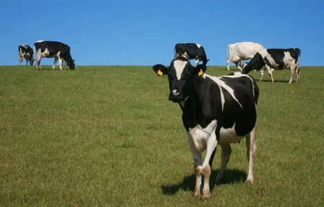 Куплю ферму ВРХ