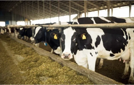 Продам ферми ВРХ