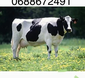 Куплю коров бичков, телят, коней на м`ясо