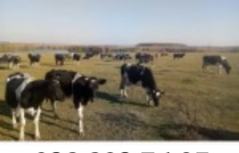 Куплю дійних корів на утримання від господарств