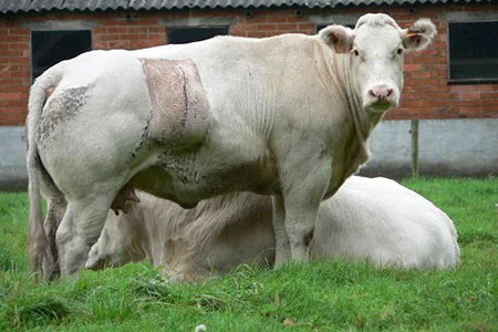 Коровы, быки, молодняк крс