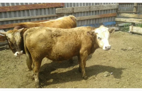 Закупівля биків та корів у Харкові