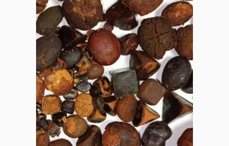 Хочете продати жовчні камені великої рогатої худоби? Купуємо дорого