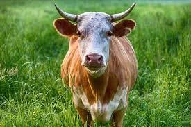 Живим весом Дорого куплю быко