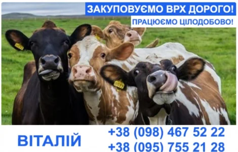 Купуємо врх та молодняк