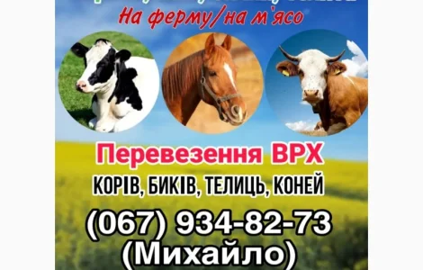 Закупівля ВРХ (корови, телята, бички)
