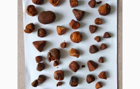 Жовчні камені великої рогатої худоби! купуємо дорого