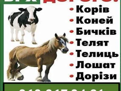 Закупка коров и лошадей в Киеве