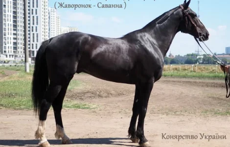 Породистый вороний жеребец-рисак в продаже