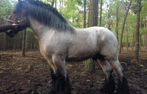 Лошади породы Брабансон на продажу