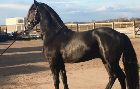 Продается лошадь Фризской породы