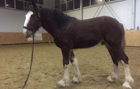 Продается жеребец породы Шайр