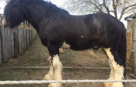 Продаются лошади породы шайр