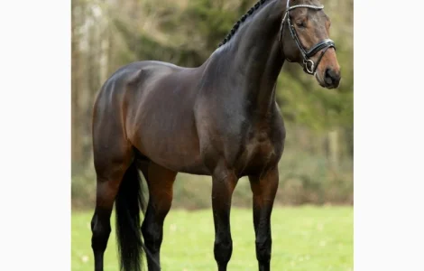 Закупка коней в Донецке