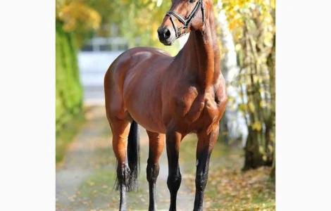 Закупка коней в г. Сумы по лучшим ценам