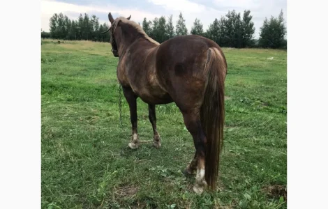 Куплю коней, лошат на м`ясо дорожче за м’ясокомбінат