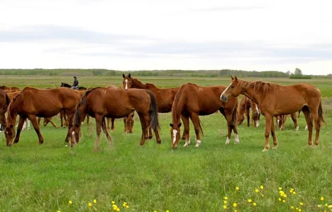 Куплю лошадей на мясо живим весом