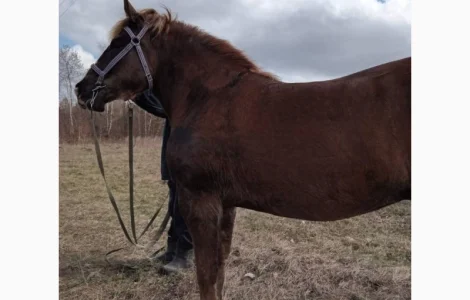 Продам кобилу