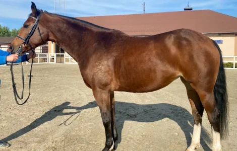 Продается лошадь. Светло-гнедая кобыла, Бельгийская порода