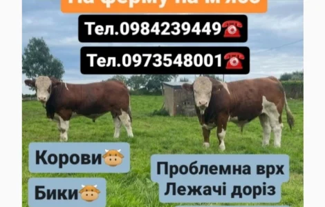 Закуповуємо Врх