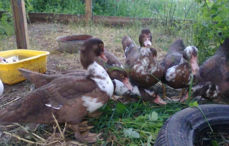 Утки и селезни мускусные