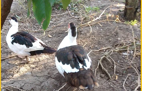 Мускусные утки, индоутка (Голландия, Германия) на племя