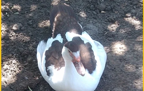 Мускусные племенные утята (индоутка, шипуны)