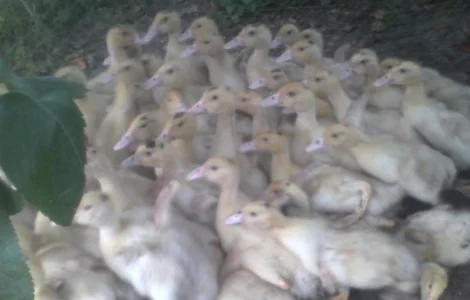 Утка Мулард