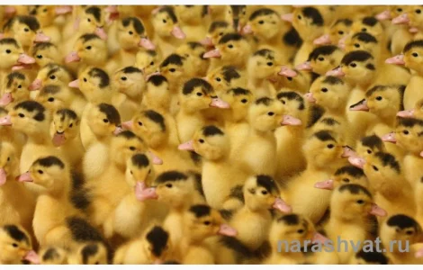 Утка мулард гусь суточный