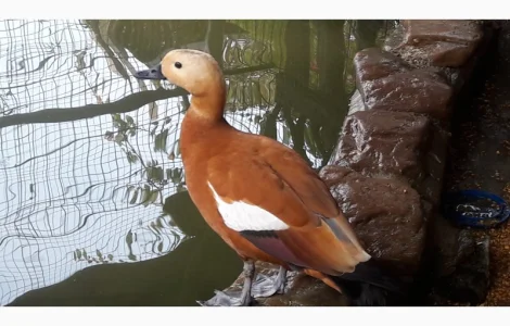 Качки огарі