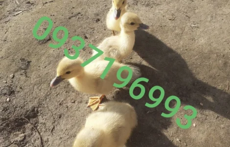 Індокачка Лаванда