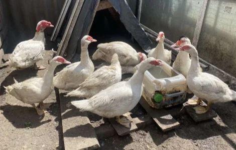 Племеные индоутки, индоутята на племя французская тяжелая линия, белые