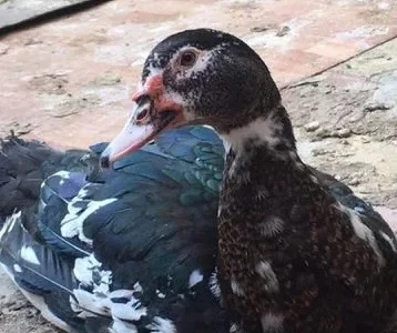 Продам індокачок