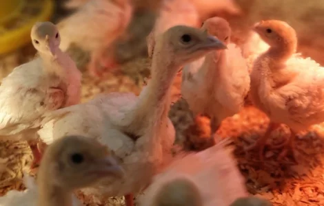 Биг-6 индюшата возраст 1 месяц Житомир Костишев Бердичев