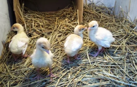 Индюшата БИГ-6 Новоград, Ровно, Дубно