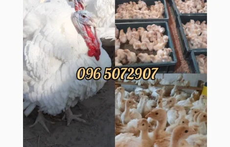 Індичата БІГ-6 тільки відібрані самці (хлопчики) Житомир, Вінниця, Рівне, Сарни добові