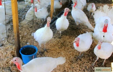 БіГ-6 індичата, Березно, Костопіль, Олександрія, Сарни, Вараш