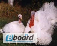 БИГ 6 индюшата суточные Житомир