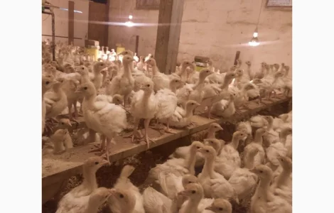 Підрощені індичата Біг-6 Доставка по Київській області